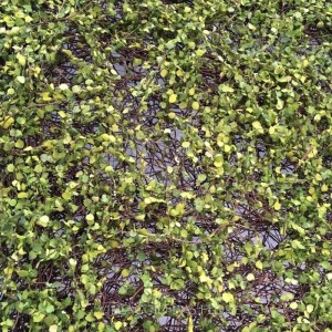 TAPETE PLACA DE GRAMA FOLHINHA