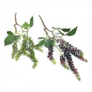 GALHO TAMADEIRA COLOR