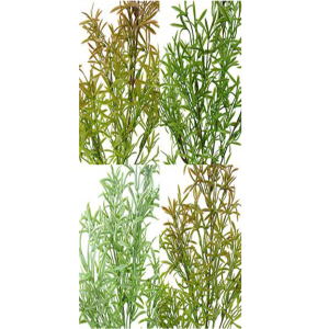 GALHO ALECRIM C/4 GALHOS E/0882