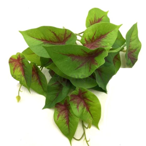 FOLHAGEM CALATHEA CALADIO VERMELHO