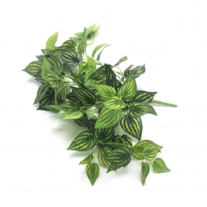 PENDENTE W507-42 PEPEROMIA 62CM