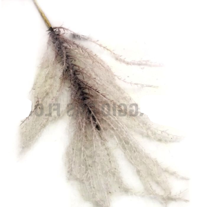 FLOR CAPIM DOS PAMPAS BH0033 TECIDO 106CM