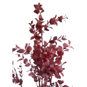 GALHO LUDWIGIA E/1042 X6 REPENS