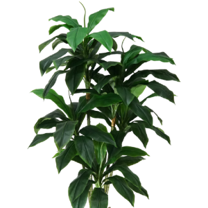 ÁRVORE COD2171 DRACENA LUXO
