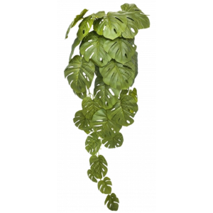 PENDENTE  COSTELA DE ADÃO