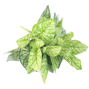 FOLHAGEM C/7 W507-25 TINHORÃO