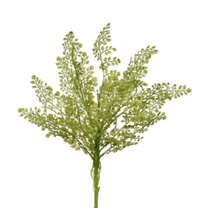 FOLHAGEM EM FOLHAS SAMAMBAIA