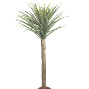 ÁRVORE YUCCA LD0179