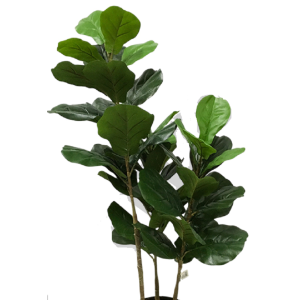 ÁRVORE FICUS LYRATA