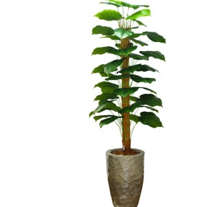 ARVORE JIBOIA FECHADA